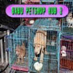 BABU PETSHOP HUB 2
